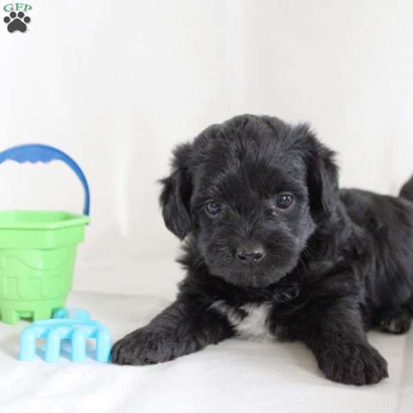 Sawyer, Yorkie Poo Puppy
